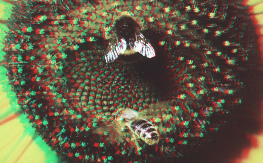 bumble-bee corrected anaglyph